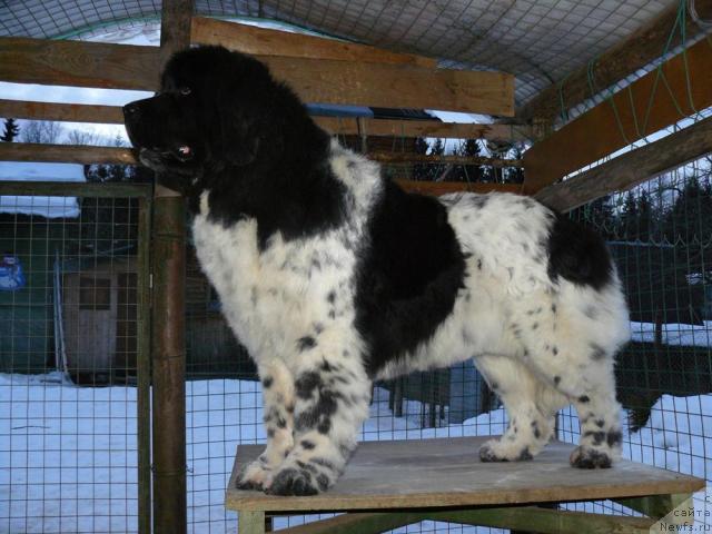 Фото: ньюфаундленд Восходящая Звезда (Voshodyashaya Zvezda)