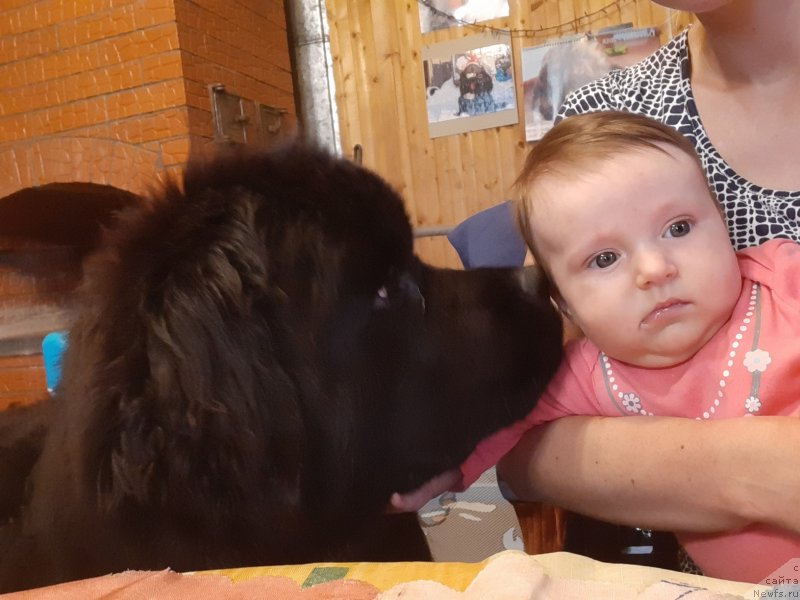 Фото: ньюфаундленд Риччи с Берега Дона (Richchi s Berega Dona), Лерка