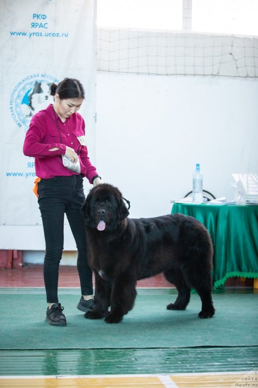 Фото: ньюфаундленд Ньюфорт Парадайз Революшен