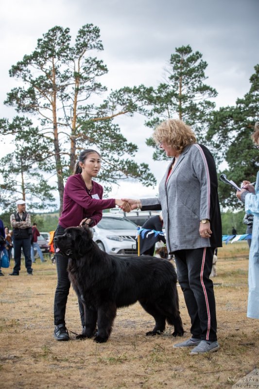Фото: ньюфаундленд Ньюфорт Парадайз Революшен