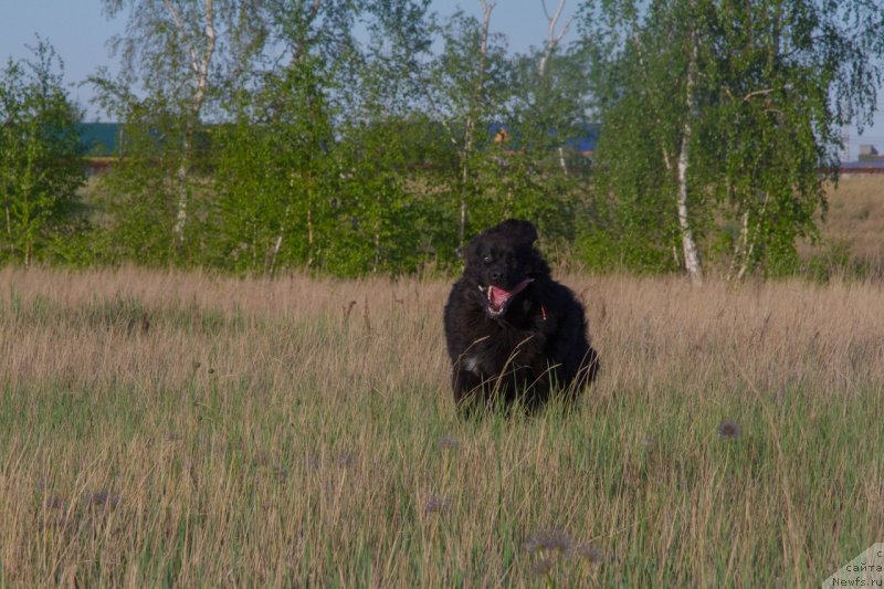 Фото: ньюфаундленд Ньюфорт Парадайз Революшен