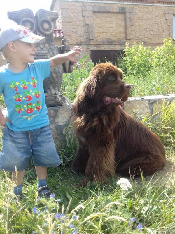 Фото: ньюфаундленд Ньюфорт Пацифик (Njufort Pacifik)