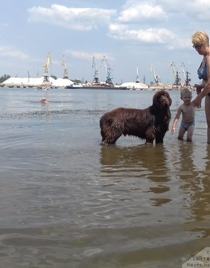 Фото: ньюфаундленд Ньюфорт Пацифик (Njufort Pacifik)