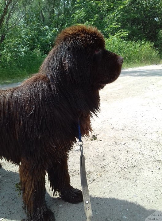 Фото: ньюфаундленд Ньюфорт Пацифик (Njufort Pacifik)