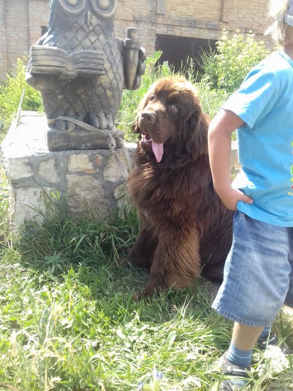 Фото: ньюфаундленд Ньюфорт Пацифик (Njufort Pacifik)