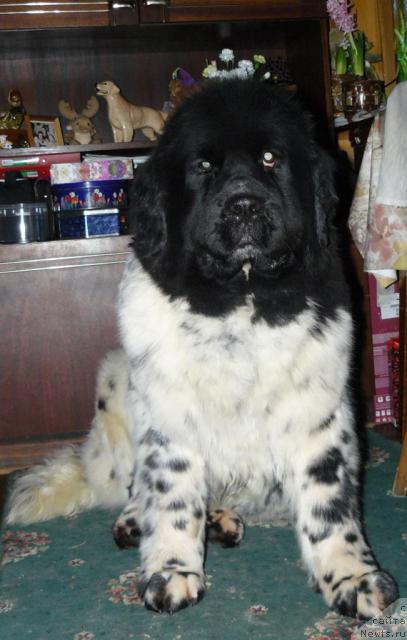 Фото: ньюфаундленд Восходящая Звезда (Voshodyashaya Zvezda)