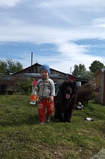 Фото: ньюфаундленд Ньюфорт Плейона Голд Нуар