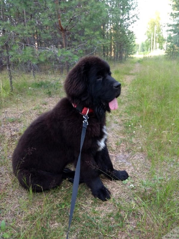 Фото: ньюфаундленд Зена от Карельских Медведей