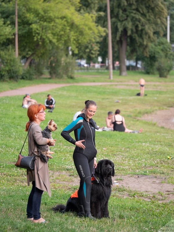 Фото: ньюфаундленд Смигар Глен Эллен (Smigar Glen Ellen)