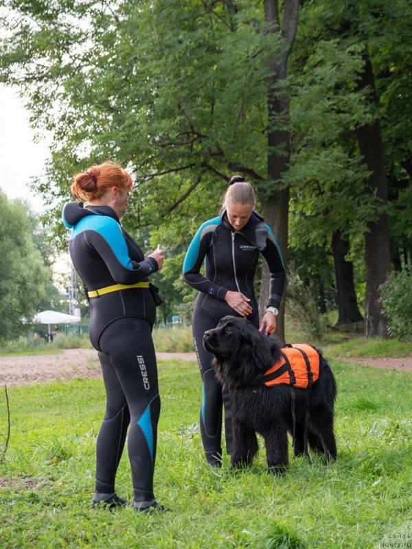 Фото: ньюфаундленд Смигар Глен Эллен (Smigar Glen Ellen)