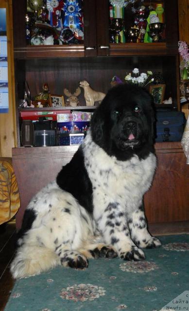 Фото: ньюфаундленд Восходящая Звезда (Voshodyashaya Zvezda)