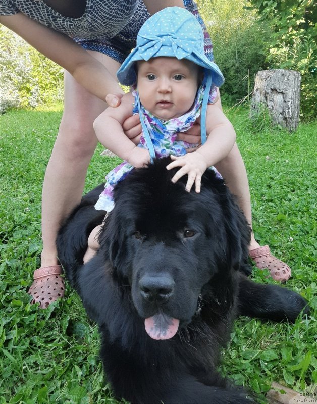 Фото: ньюфаундленд Риччи с Берега Дона (Richchi s Berega Dona), Лерка