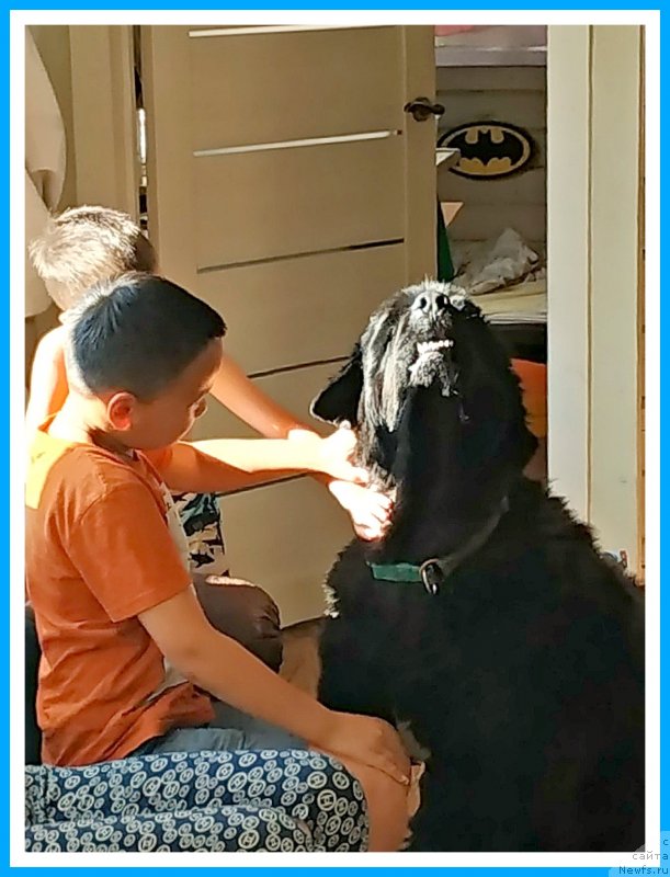 Фото: ньюфаундленд Плюшевая Панда Яр (Plushevaya Panda Yar)