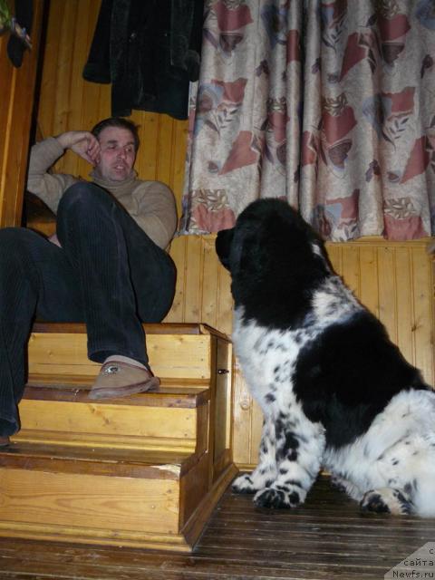 Фото: ньюфаундленд Восходящая Звезда (Voshodyashaya Zvezda), Алексей Заваруев