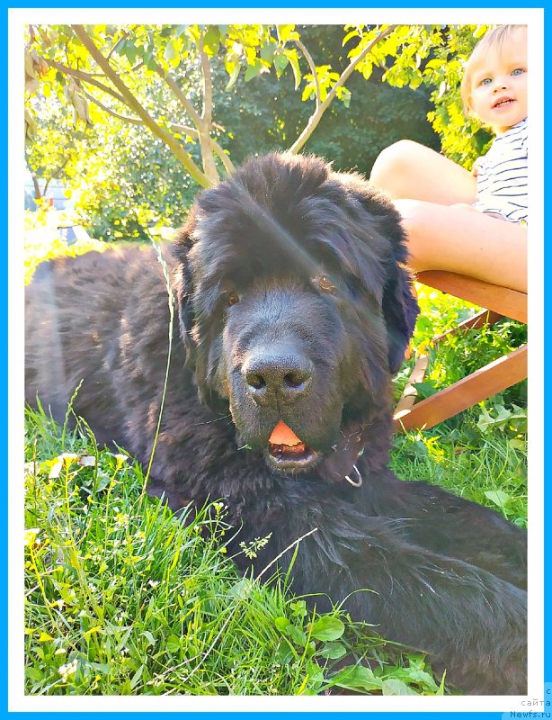 Фото: ньюфаундленд Плюшевая Панда Яр (Plushevaya Panda Yar)