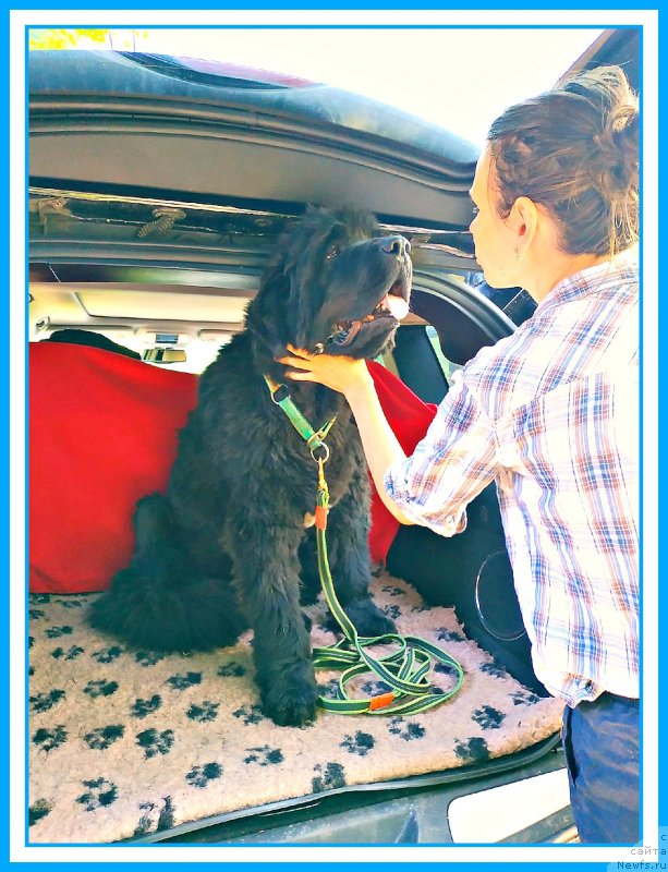 Фото: ньюфаундленд Плюшевая Панда Яр (Plushevaya Panda Yar)