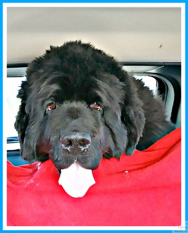 Фото: ньюфаундленд Плюшевая Панда Яр (Plushevaya Panda Yar)