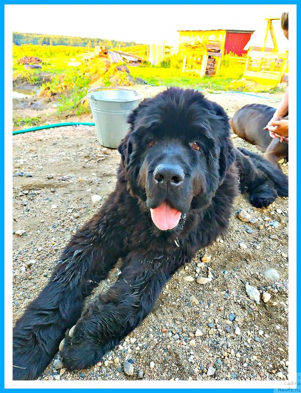 Фото: ньюфаундленд Плюшевая Панда Яр (Plushevaya Panda Yar)