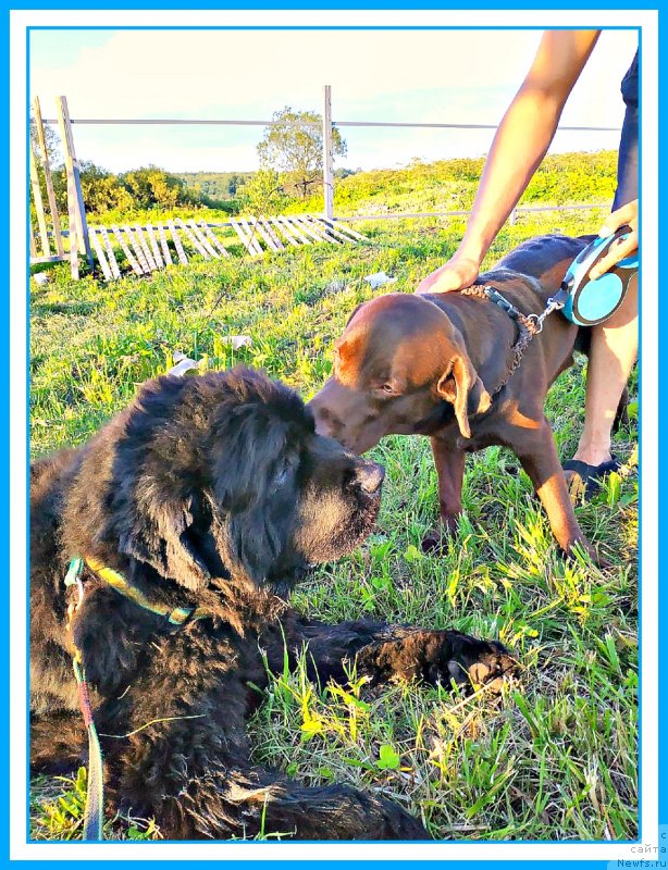 Фото: ньюфаундленд Плюшевая Панда Яр (Plushevaya Panda Yar)