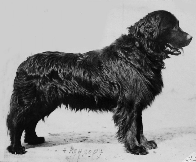 Фото: ньюфаундленд Кондор