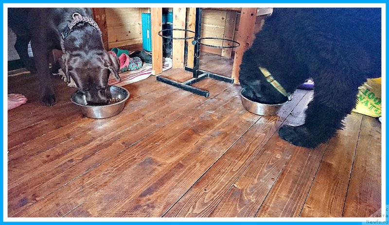 Фото: ньюфаундленд Плюшевая Панда Яр (Plushevaya Panda Yar)