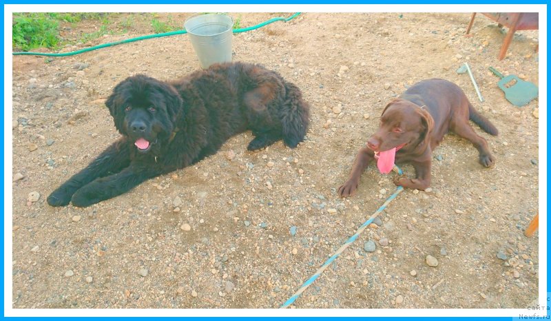 Фото: ньюфаундленд Плюшевая Панда Яр (Plushevaya Panda Yar)