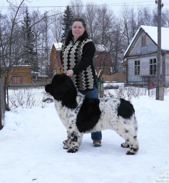 Фото: ньюфаундленд Восходящая Звезда (Voshodyashaya Zvezda), Елена Пушкарева