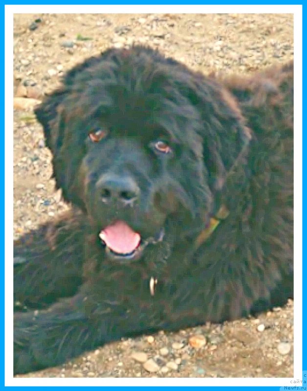 Фото: ньюфаундленд Плюшевая Панда Яр (Plushevaya Panda Yar)