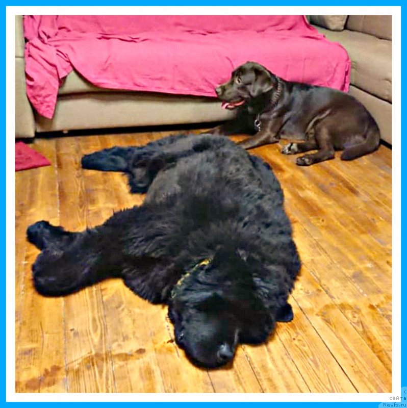 Фото: ньюфаундленд Плюшевая Панда Яр (Plushevaya Panda Yar)