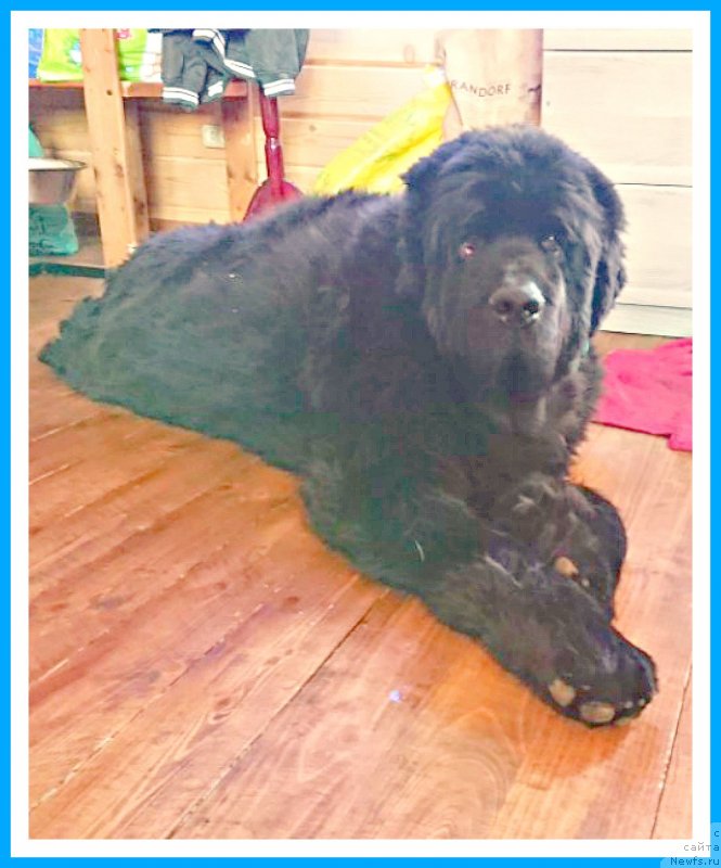 Фото: ньюфаундленд Плюшевая Панда Яр (Plushevaya Panda Yar)