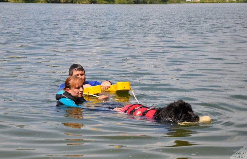Фото: ньюфаундленд Плюшевая Панда Акваника (Plushevaya Panda Akvanika)