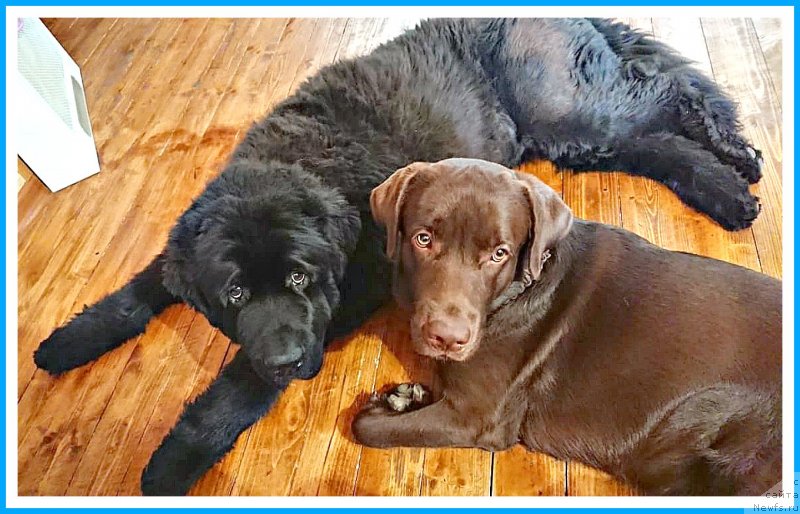 Фото: ньюфаундленд Плюшевая Панда Яр (Plushevaya Panda Yar)