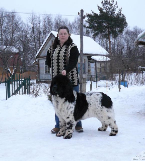 Фото: ньюфаундленд Восходящая Звезда (Voshodyashaya Zvezda), Елена Пушкарева