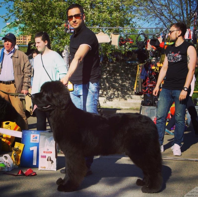 Фото: ньюфаундленд Супер Премиум Экселенс Эксесс (Super Premium Excellent Excess)