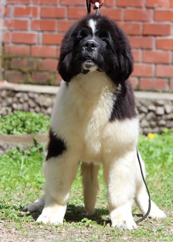 Фото: ньюфаундленд Super premium Вirthday