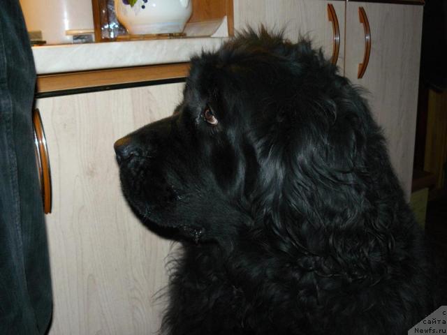 Фото: ньюфаундленд Берта (Berta)