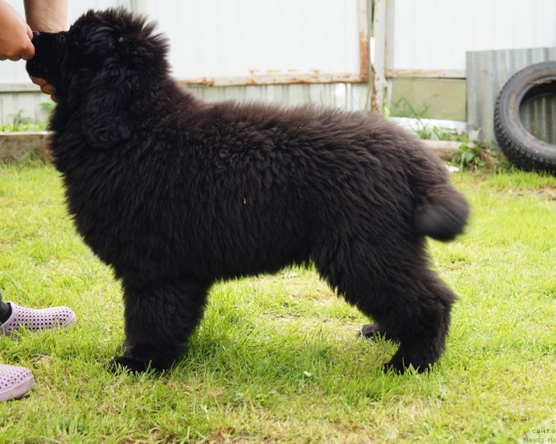 Фото: ньюфаундленд Браунблад МСК Фулл оф Лав