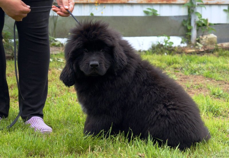 Фото: ньюфаундленд Браунблад МСК Фулл оф Лав