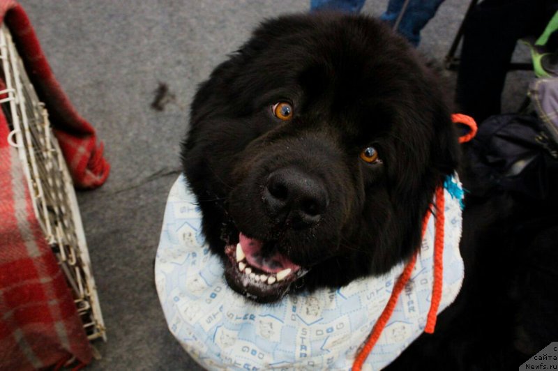 Фото: ньюфаундленд Невада Снежная Королева