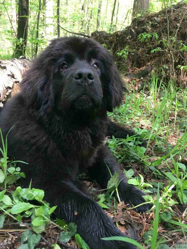 Фото: ньюфаундленд Елизара Тауэр