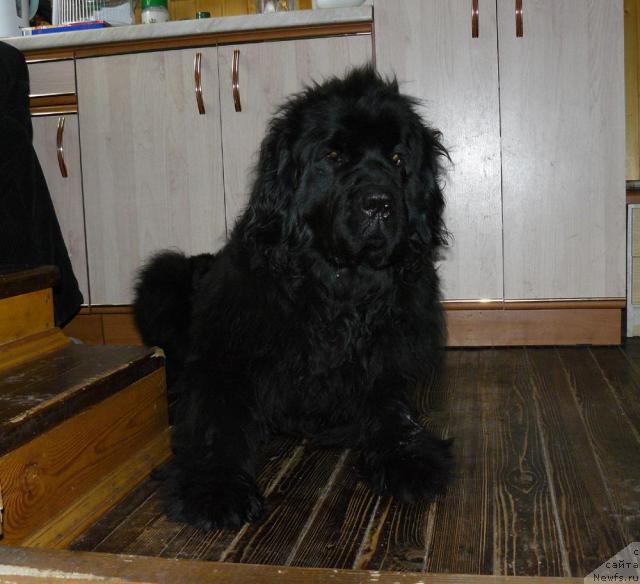 Фото: ньюфаундленд Берта (Berta)