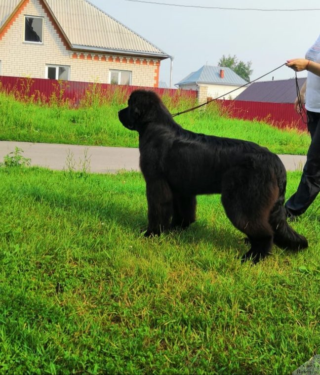 Фото: ньюфаундленд Океан Мечты Анабель (Okean Mechty Anabel)