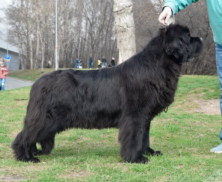 Фото: ньюфаундленд Сент Джонс Февер оф Ловэ (Sent Djons Fever of Love)