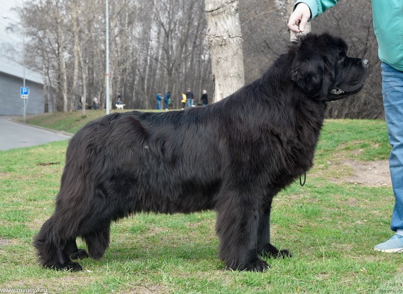 Фото: ньюфаундленд Сент Джонс Февер оф Ловэ (Sent Djons Fever of Love)