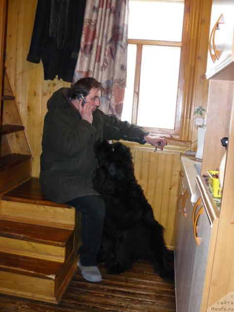 Фото: ньюфаундленд Берта (Berta), Алексей Заваруев