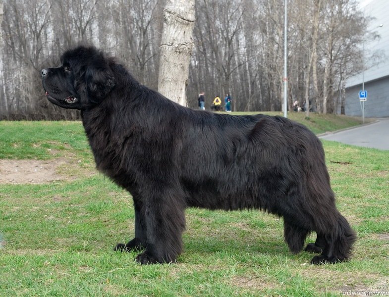 Фото: ньюфаундленд Сент Джонс Февер оф Ловэ (Sent Djons Fever of Love)