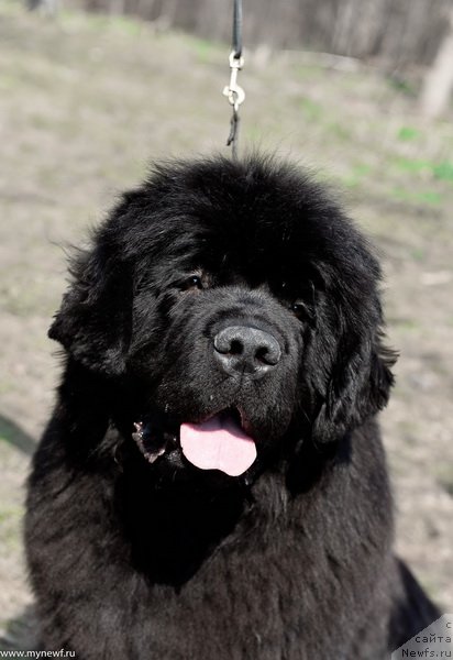 Фото: ньюфаундленд Сент Джонс Февер оф Ловэ (Sent Djons Fever of Love)