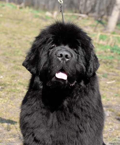 Фото: ньюфаундленд Сент Джонс Февер оф Ловэ (Sent Djons Fever of Love)