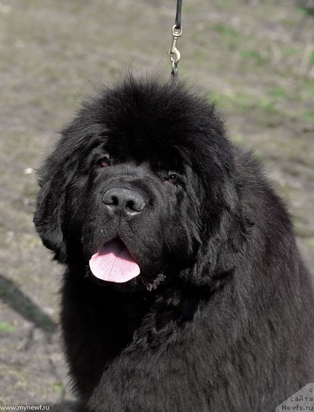 Фото: ньюфаундленд Сент Джонс Февер оф Ловэ (Sent Djons Fever of Love)