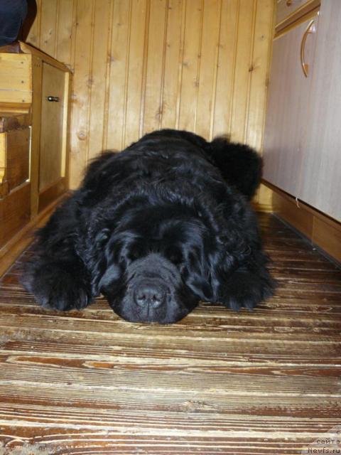 Фото: ньюфаундленд Берта (Berta)
